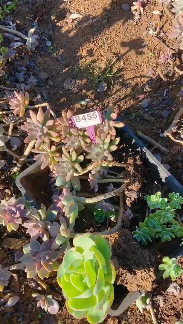 【闪购商品】B455清风花木兰多肉脱土晾根纸巾打包