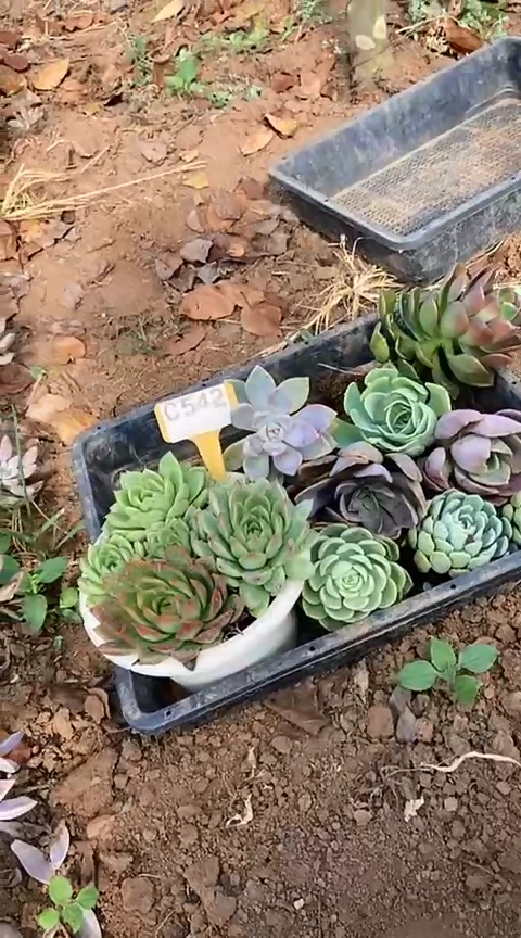 【闪购商品】C542地拍清风花木兰多肉晾根纸巾打包