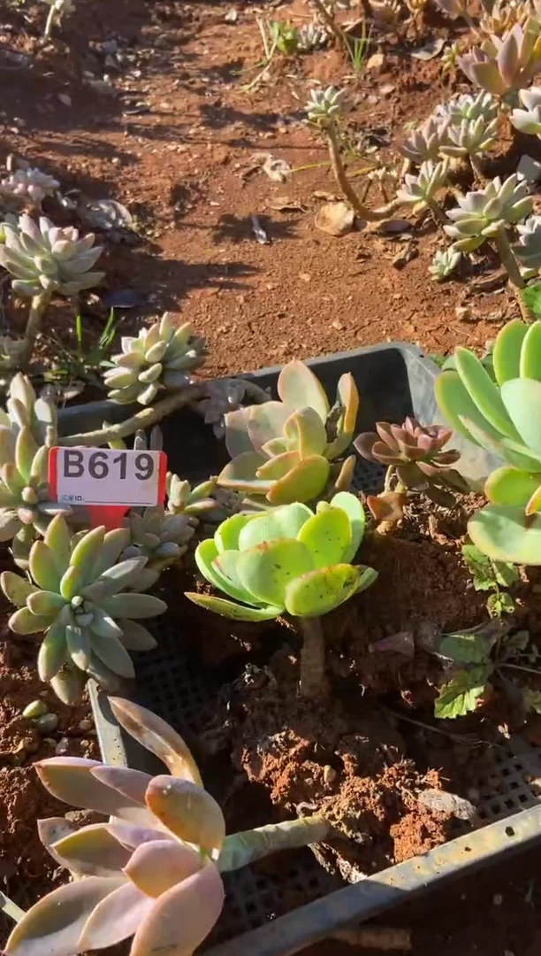 【闪购商品】B619清风花木兰多肉脱土晾根纸巾打包