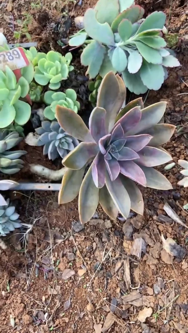 【闪购商品】B289清风花木兰多肉脱土晾根纸巾打包