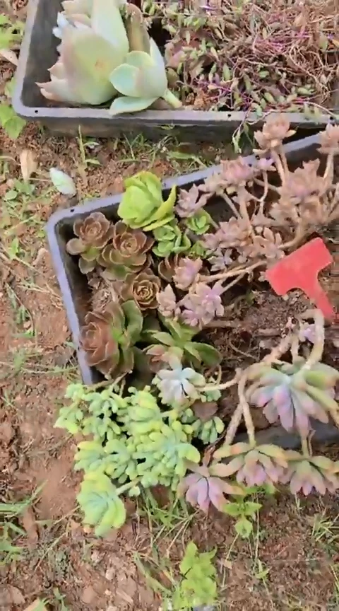 【闪购商品】C433地拍清风花木兰多肉晾根纸巾打包