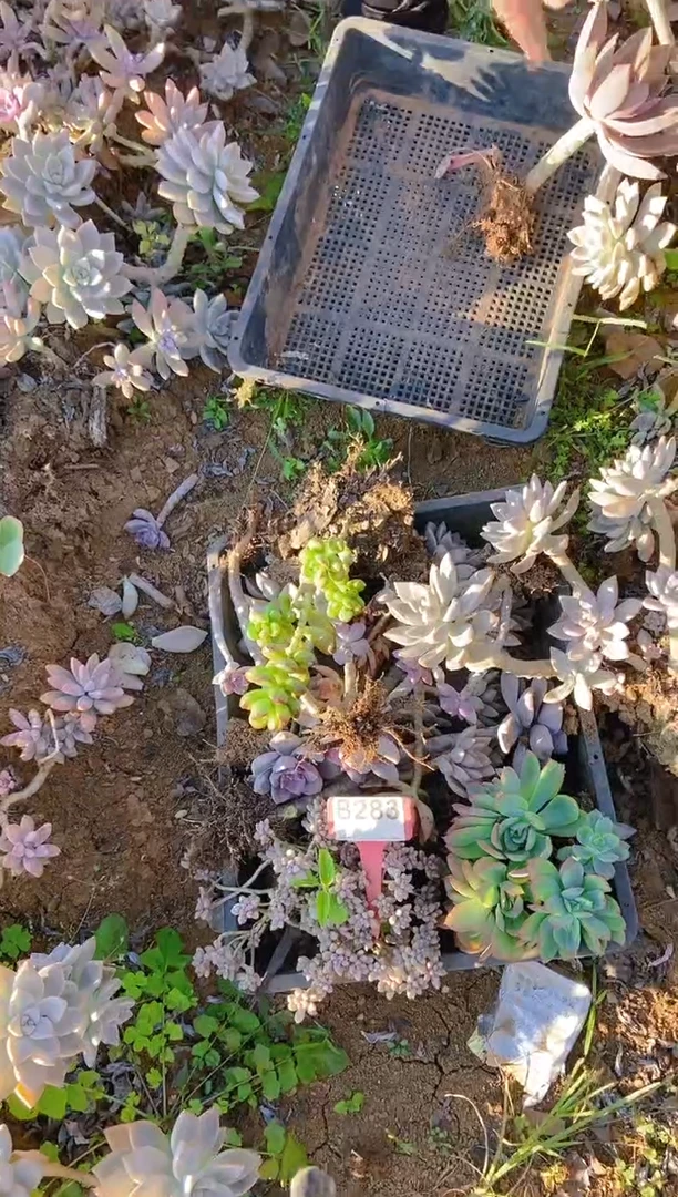 【闪购商品】B283清风花木兰多肉脱土晾根纸巾打包