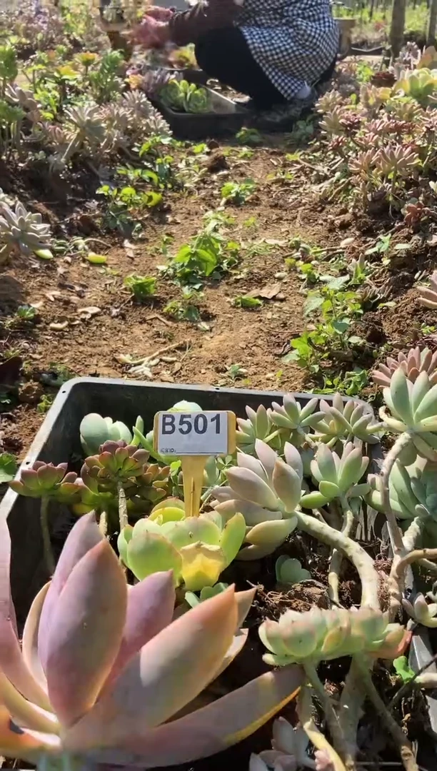 【闪购商品】B501清风花木兰多肉脱土晾根纸巾打包