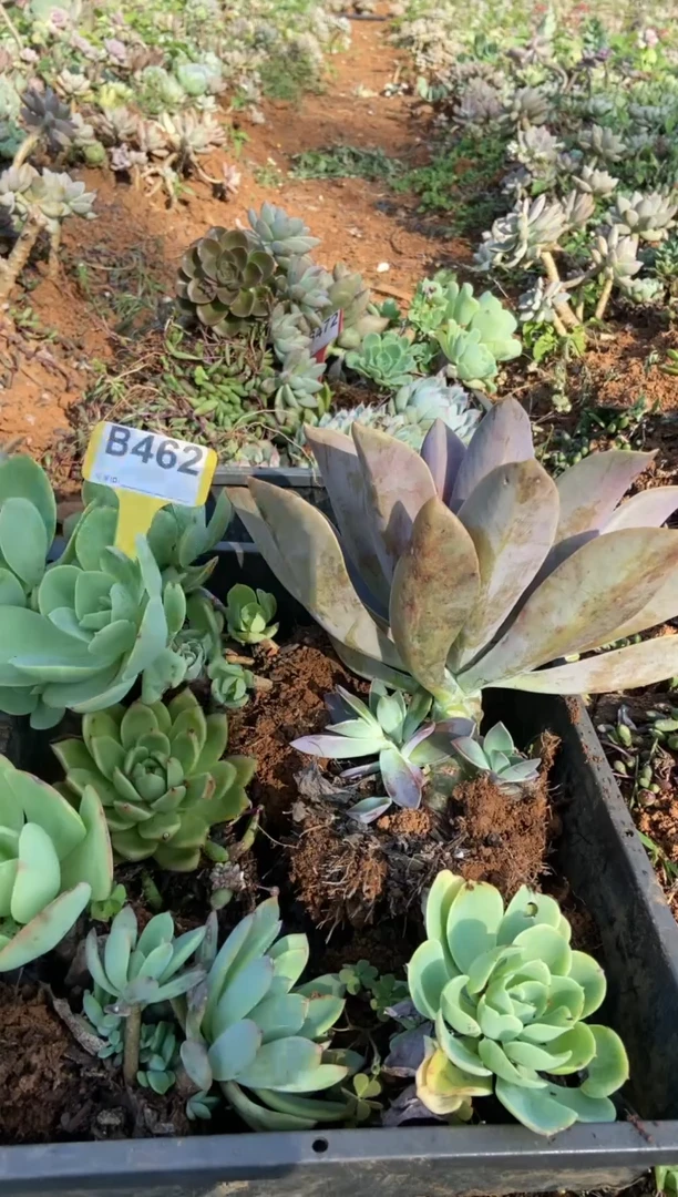 【闪购商品】B462清风花木兰多肉脱土晾根纸巾打包