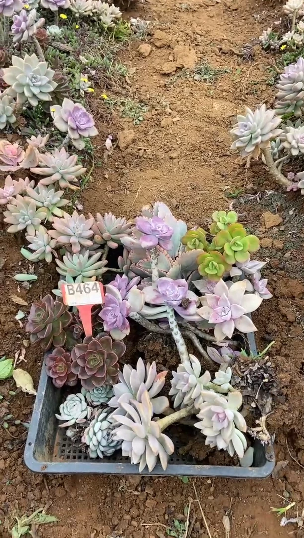 【闪购商品】B464清风多肉脱土晾根纸巾打包不售后