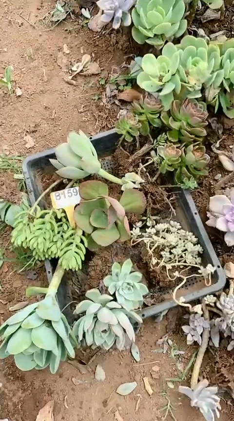 【闪购商品】B159清风花木兰多肉脱土晾根纸巾打包