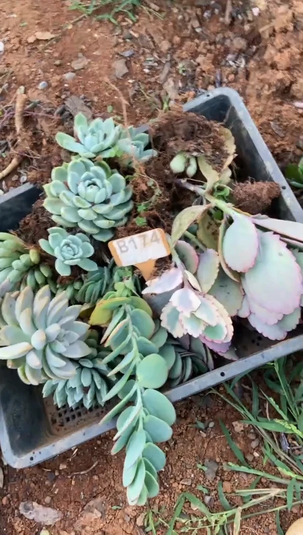【闪购商品】B174清风花木兰多肉脱土晾根纸巾打包