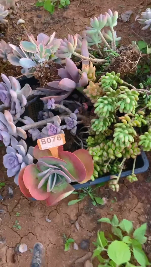 【闪购商品】B078清风花木兰多肉脱土晾根纸巾打包