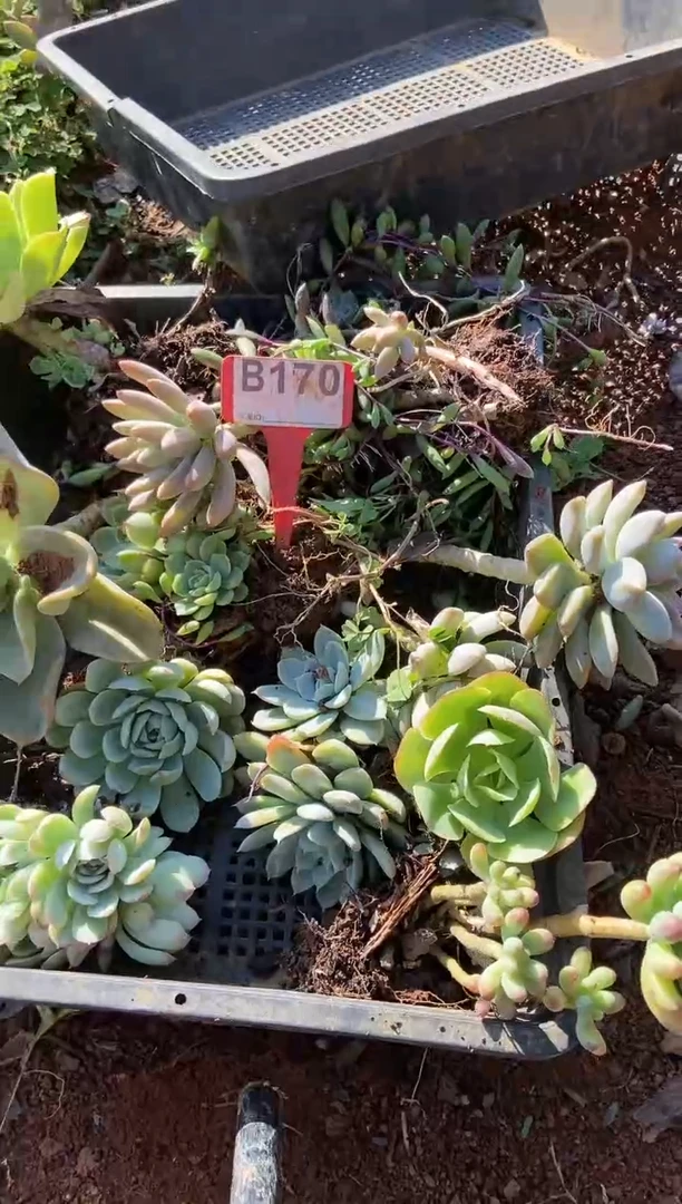 【闪购商品】B170清风花木兰多肉脱土晾根纸巾打包