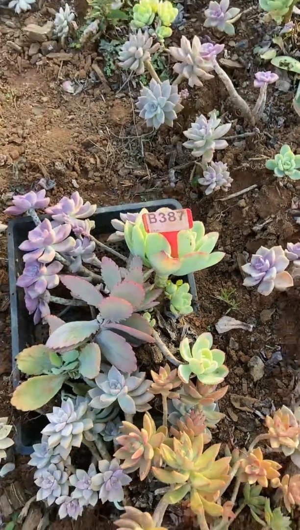 【闪购商品】B387清风多肉脱土晾根纸巾打包不售后