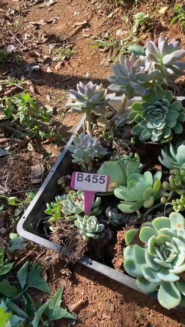 【闪购商品】B455清风花木兰多肉脱土晾根纸巾打包