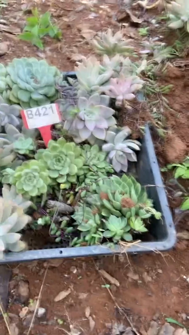 【闪购商品】B421清风花木兰多肉脱土晾根纸巾打包