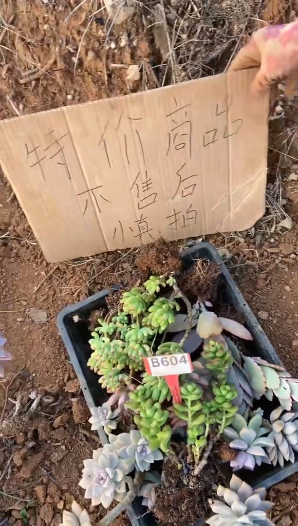 【闪购商品】B604清风多肉脱土晾根纸巾打包不售后
