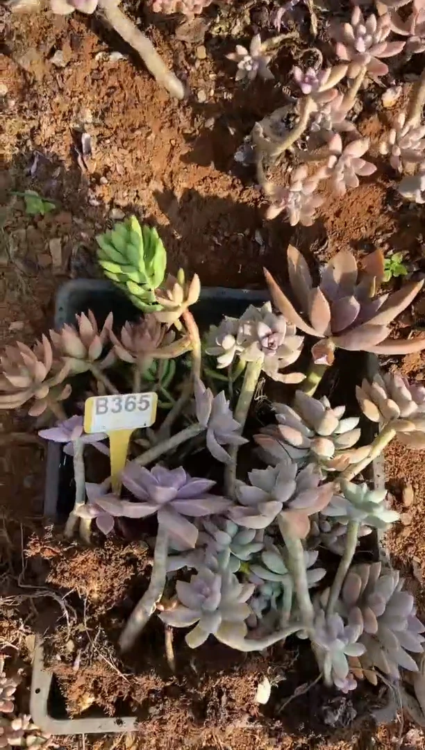 【闪购商品】B365清风多肉脱土晾根纸巾打包不售后