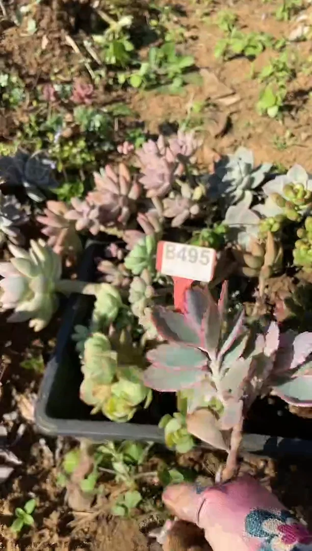 【闪购商品】B495清风花木兰多肉脱土晾根纸巾打包