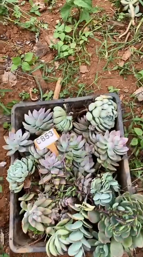 【闪购商品】C853清风花木兰多肉晾根打包发货