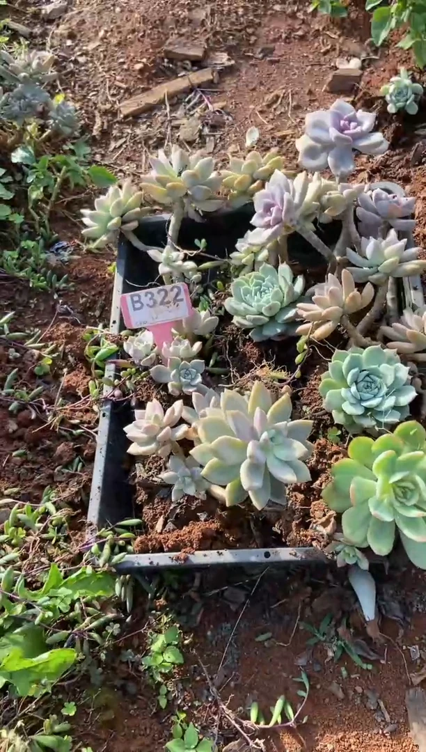 【闪购商品】B322清风花木兰多肉脱土晾根纸巾打包