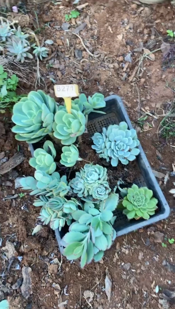 【闪购商品】B271清风花木兰多肉脱土晾根纸巾打包