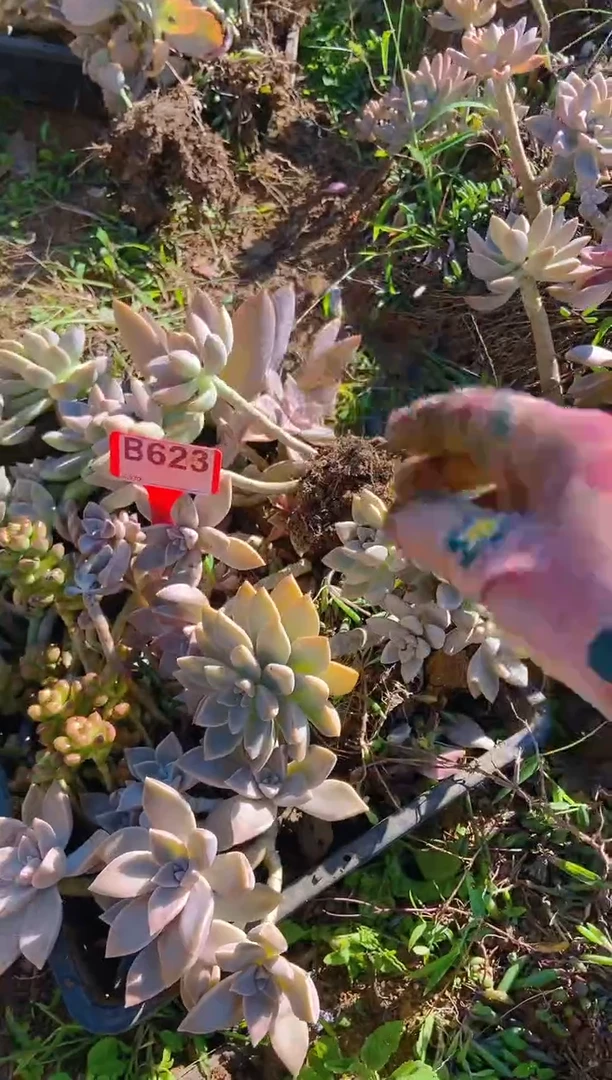 【闪购商品】B623清风花木兰多肉脱土晾根纸巾打包