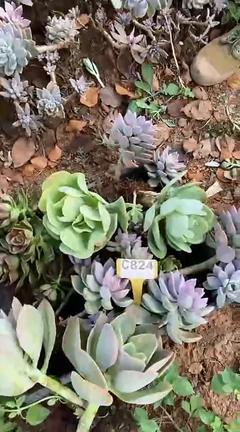 【闪购商品】C824地拍清风花木兰多肉晾根纸巾打包