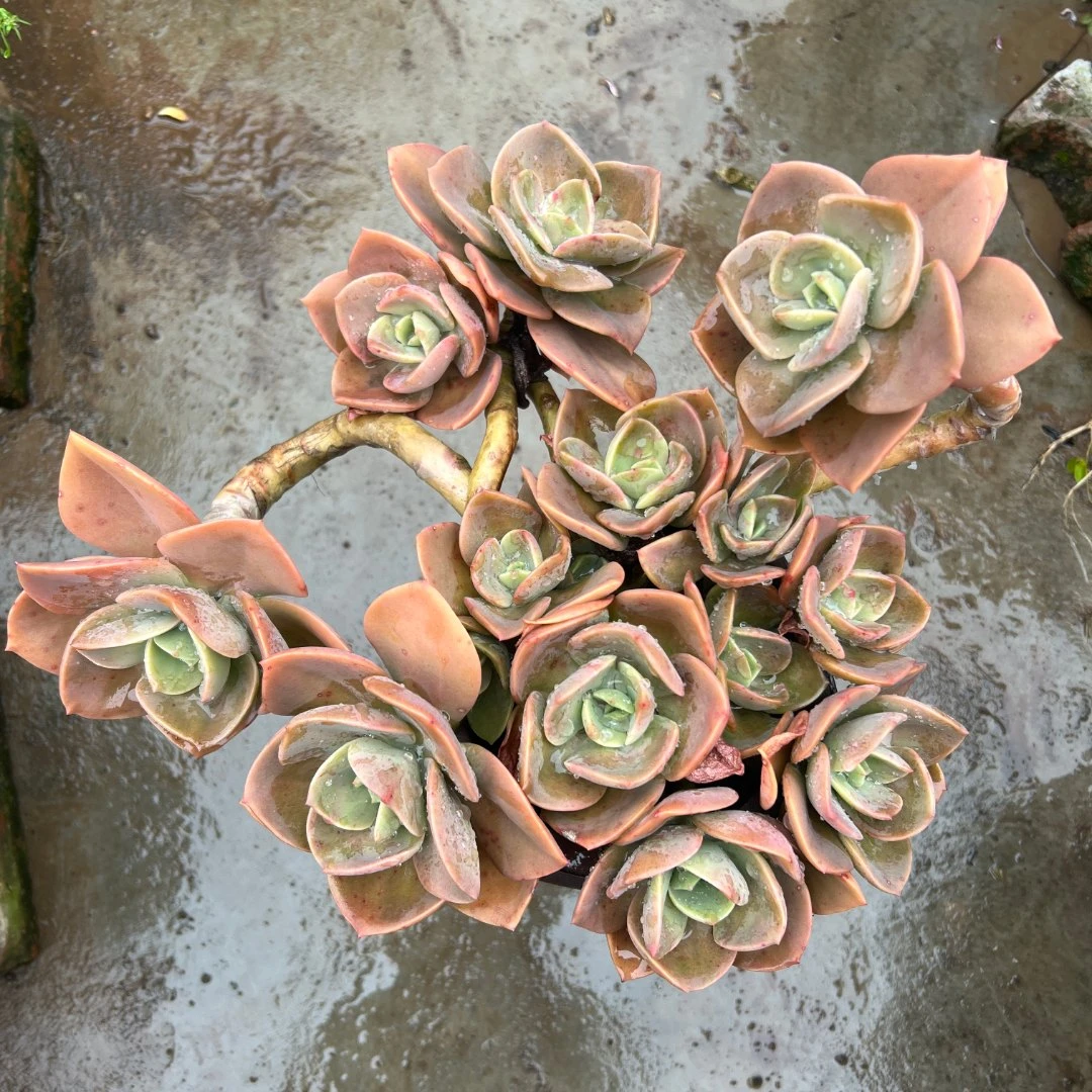 清风花木兰多肉套餐净化空气养殖难度低美观适合新手养殖四季适合