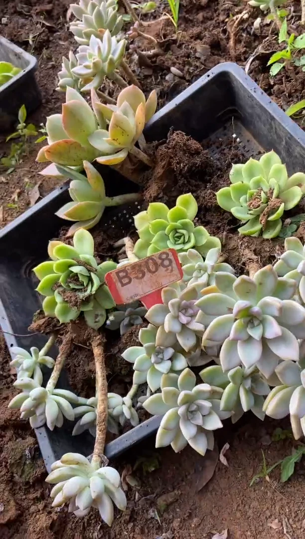 【闪购商品】B308清风花木兰多肉脱土晾根纸巾打包