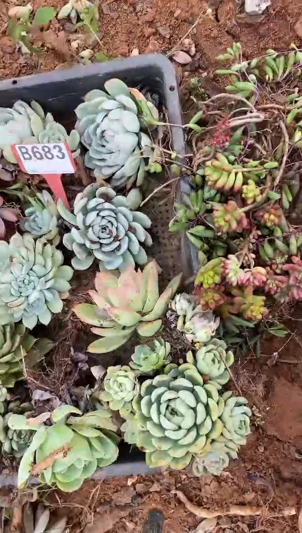 【闪购商品】B683清风花木兰多肉脱土晾根纸巾打包