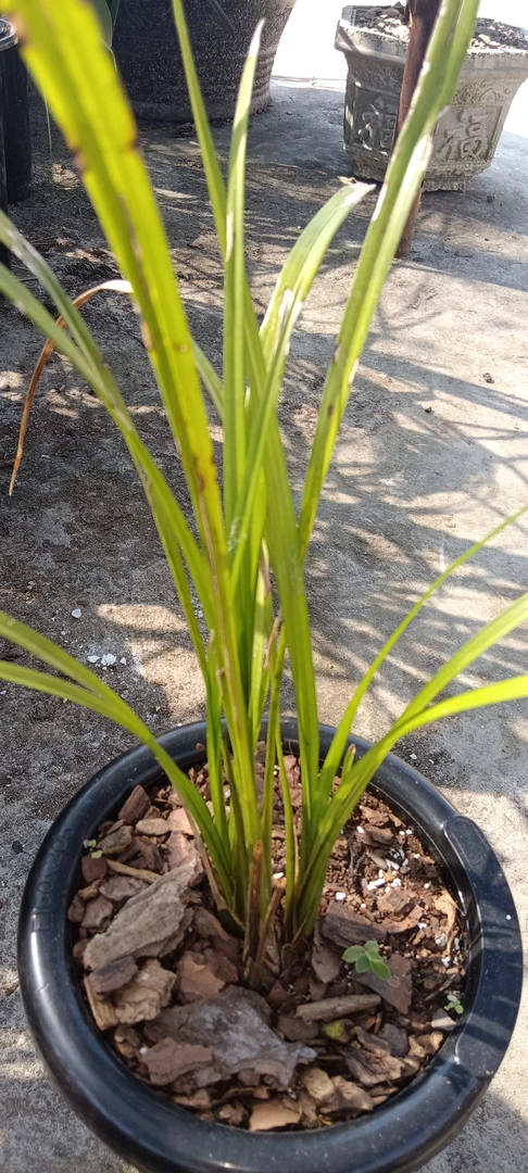 贵州浓香秋之 彩花 普草