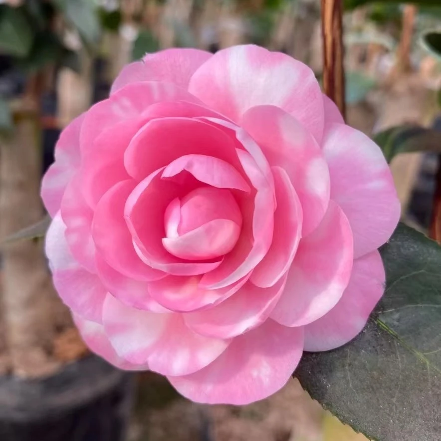 【叶子】名贵品种斑水屋茶花观赏绿植复色重瓣