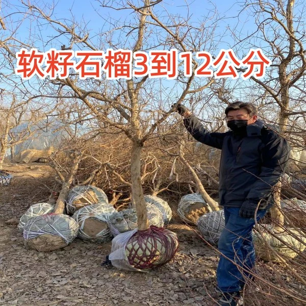 花园种植石榴大树盆栽地栽皆可种植【3公分-12公分】