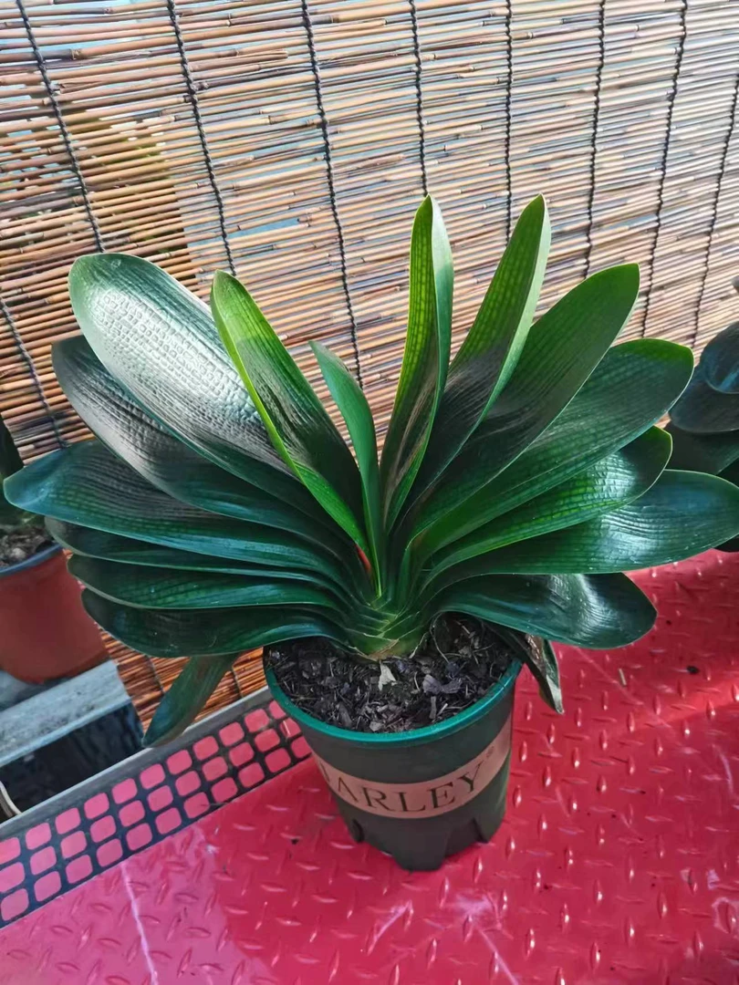 宽短圆嘛君子兰橘红色