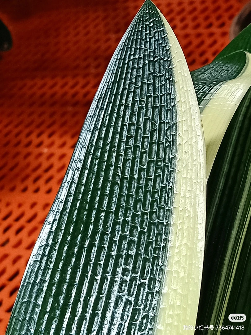 长春赵洲桥君子兰 直播间售卖一物一拍