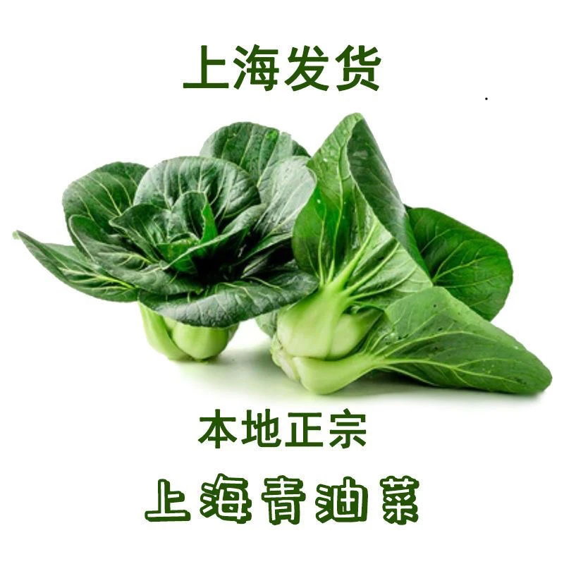 【鱼妈专属】松江本地新鲜现摘霜冻苏州青菜露天油菜矮脚青菜