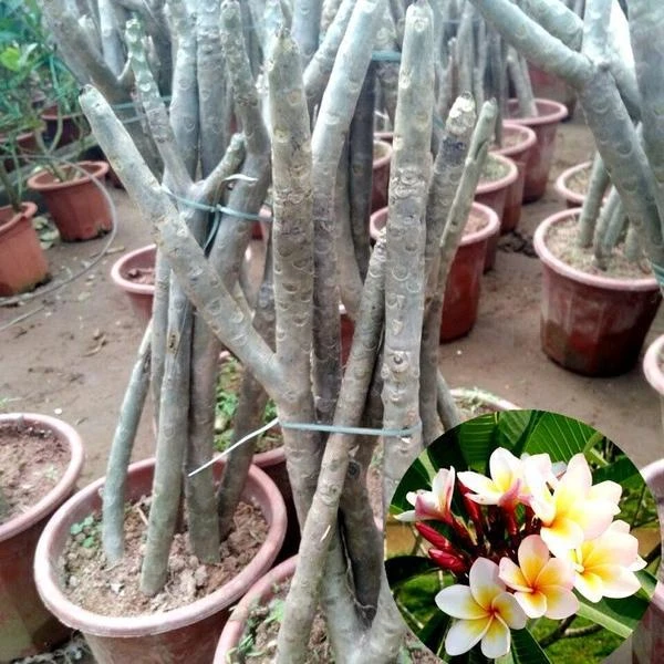鸡蛋花苗盆栽鸡蛋花树盆栽黄色鸡蛋花植物多头易养活缅甸花