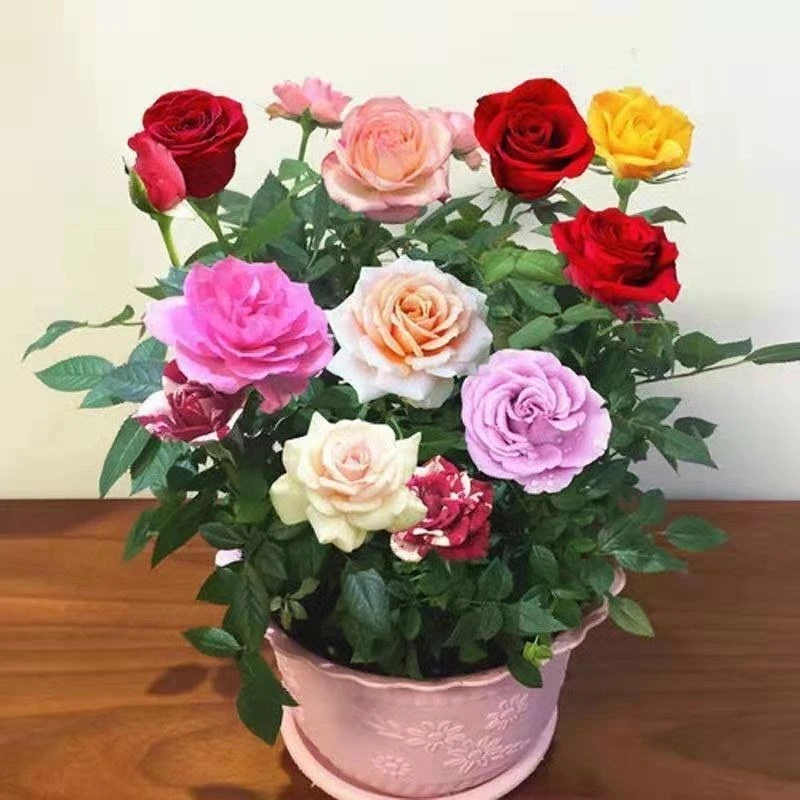 混色月季花苗四季开花灌木 月季庭院阳台花卉盆栽