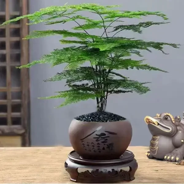 【栽好发货】文竹植物室内净化空气造型绿植花卉盆栽盆景四季常青