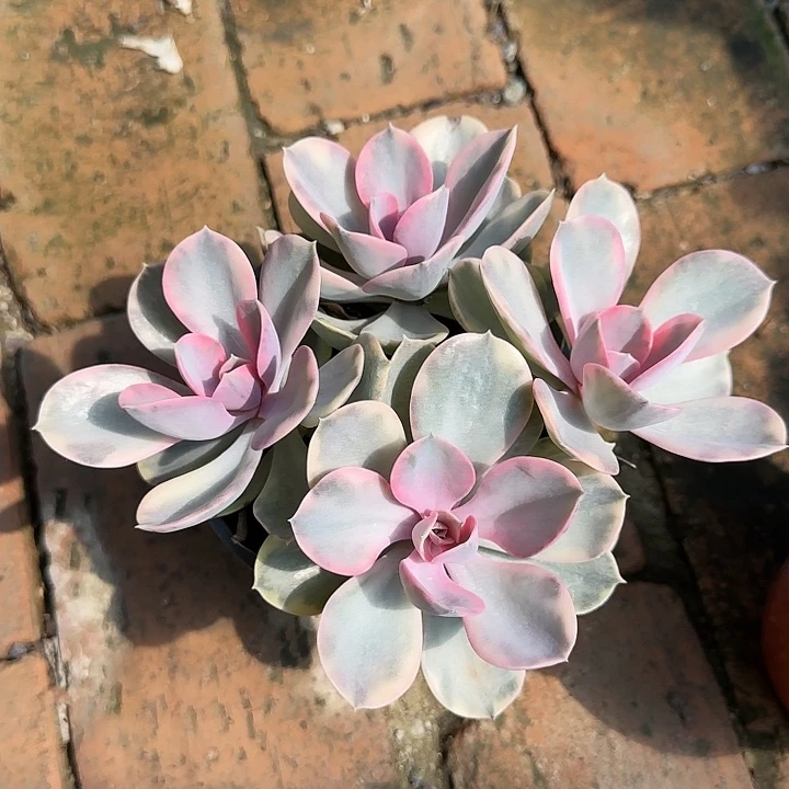 红陶20CM（含）-50CM（不含）彩虹四头特价