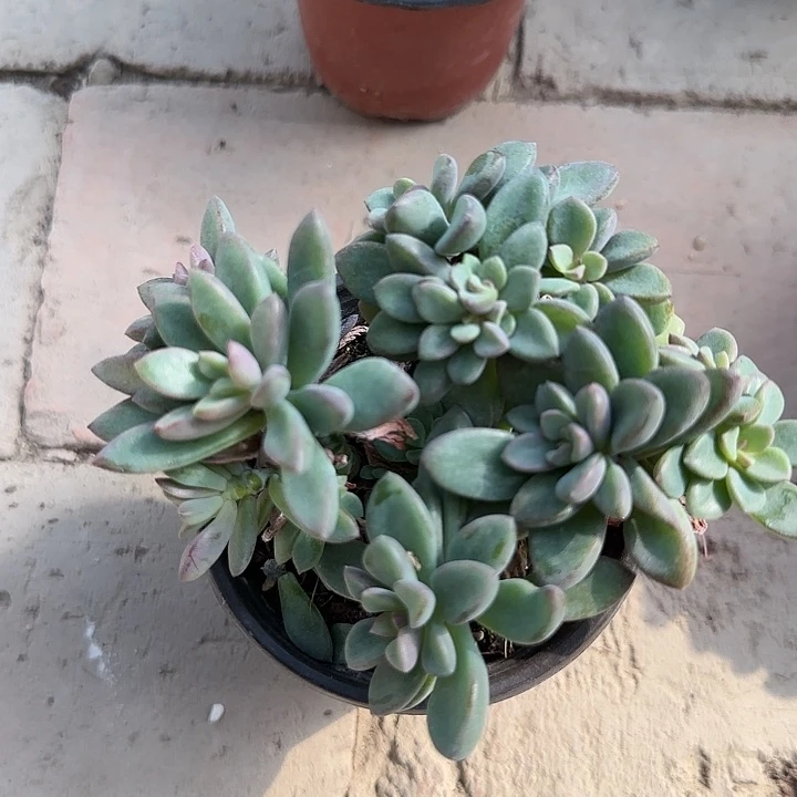 红陶20CM（含）-50CM（不含）想*?紫星