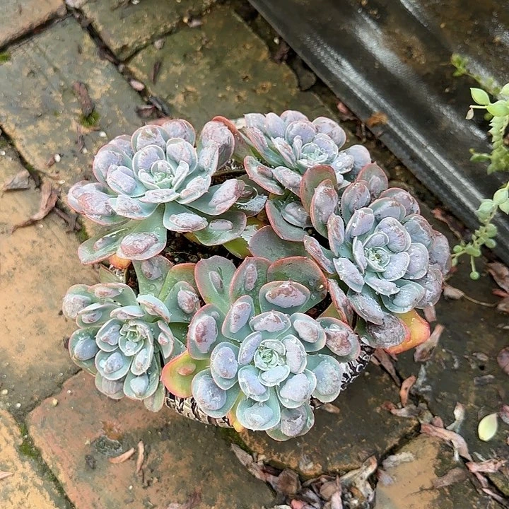 红陶20CM（含）-50CM（不含）雨滴五头