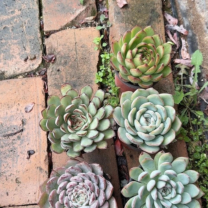 红陶20CM（含）-50CM（不含）六丫头，5个