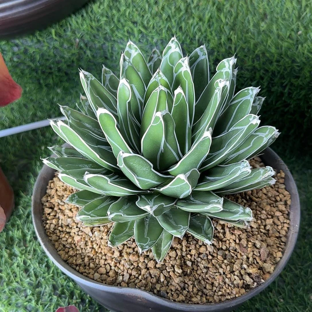 笹之雪大单头70多肉植物