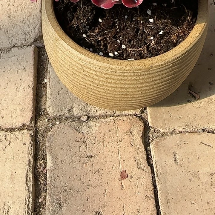 红陶20CM（含）-50CM（不含）素烧圆肚美杜莎盆