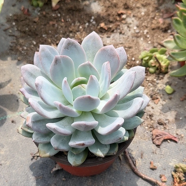 红陶20CM（含）-50CM（不含）橙子单头特价