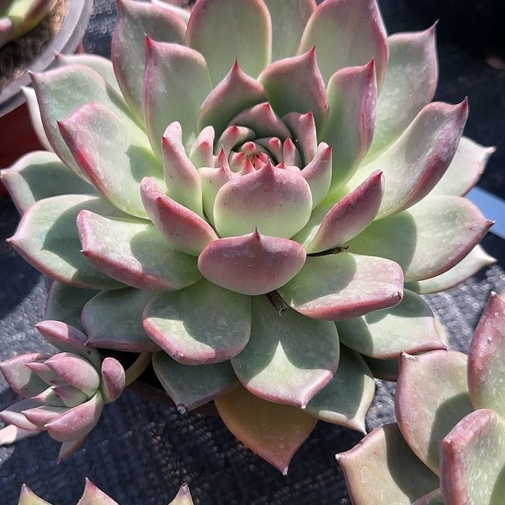 红陶20CM（含）-50CM（不含）红颜密语特价