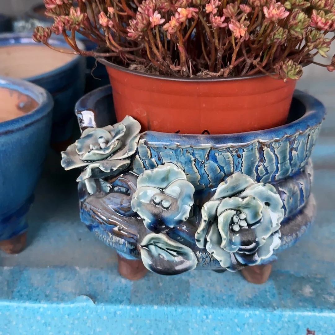 纯*冰封画廊多肉植物