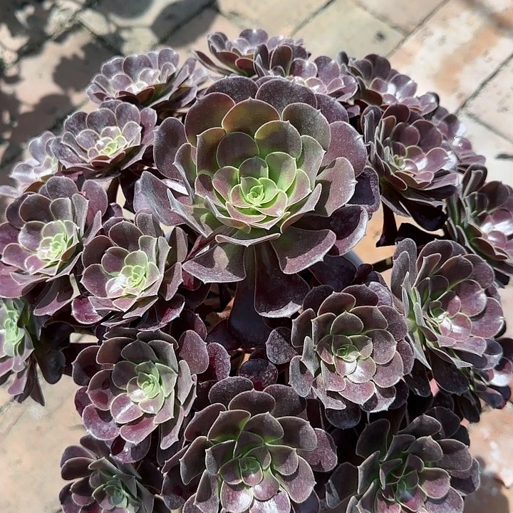 红陶20CM（含）-50CM（不含）欧紫大特价