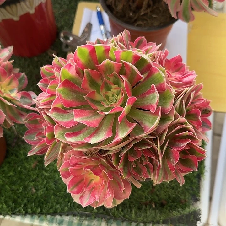 红陶20CM（含）-50CM（不含）粉女巫30特价