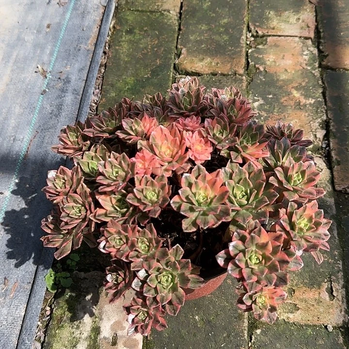 红陶20CM（含）-50CM（不含）甜茶大