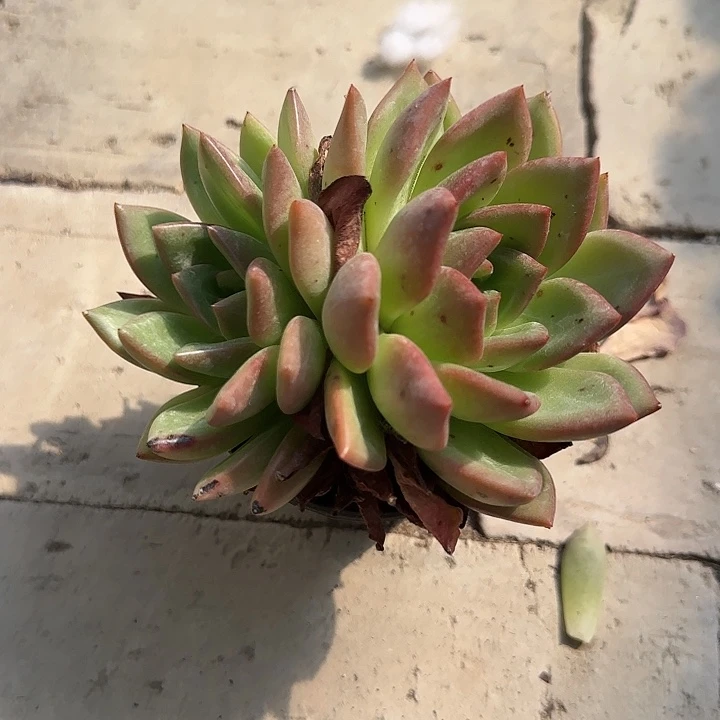 红陶20CM（含）-50CM（不含）香槟两头