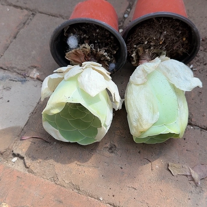 红陶20CM（含）-50CM（不含）玫瑰两个